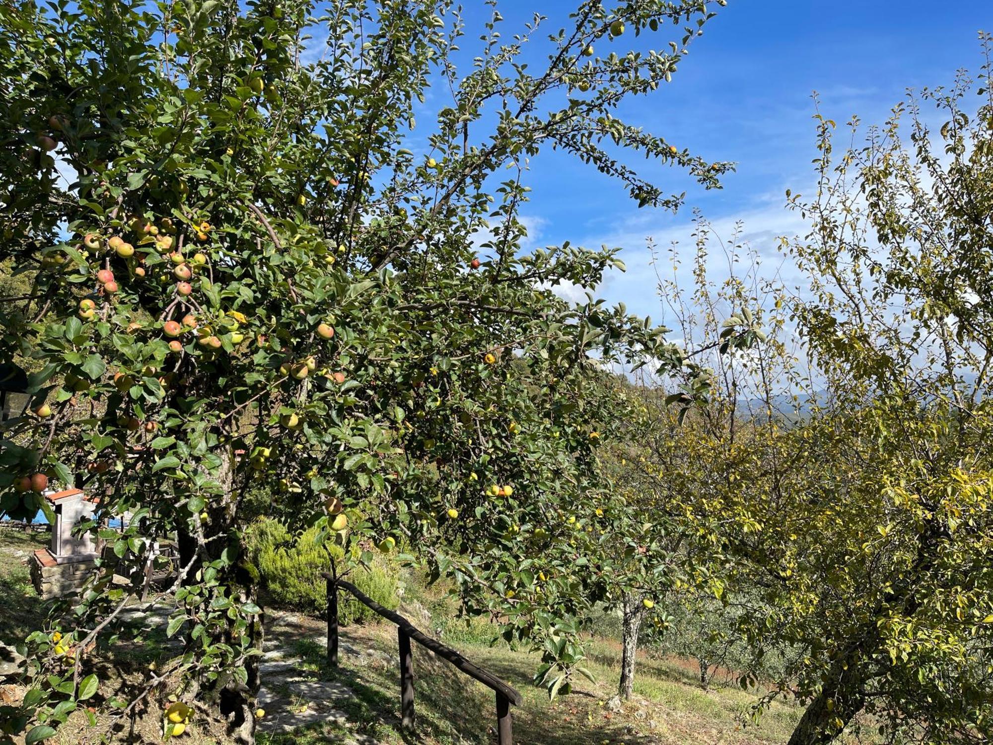Caprese Michelangelo Bio Agriturismo Il Vigno المظهر الخارجي الصورة