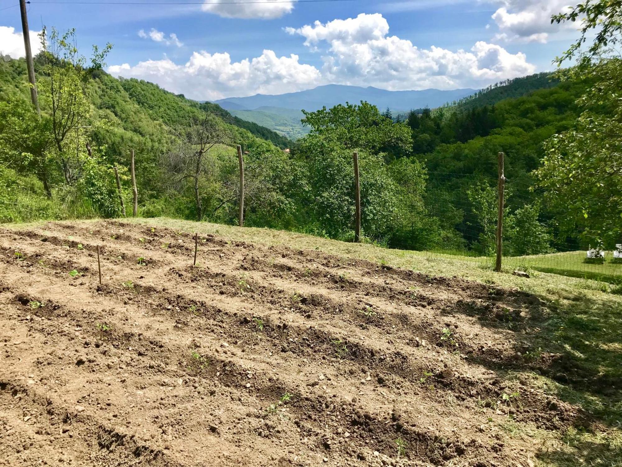 Caprese Michelangelo Bio Agriturismo Il Vigno المظهر الخارجي الصورة