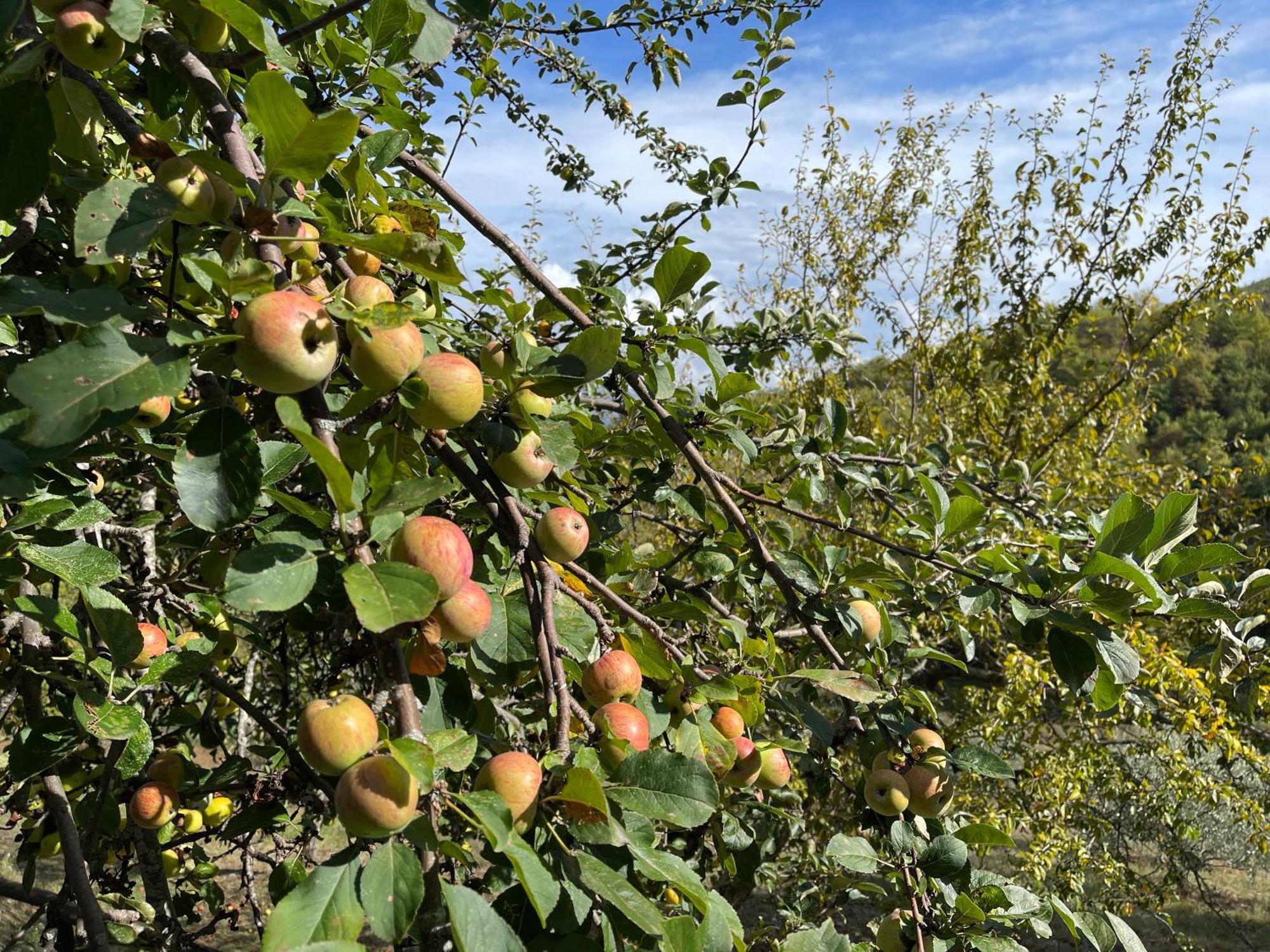 Caprese Michelangelo Bio Agriturismo Il Vigno المظهر الخارجي الصورة
