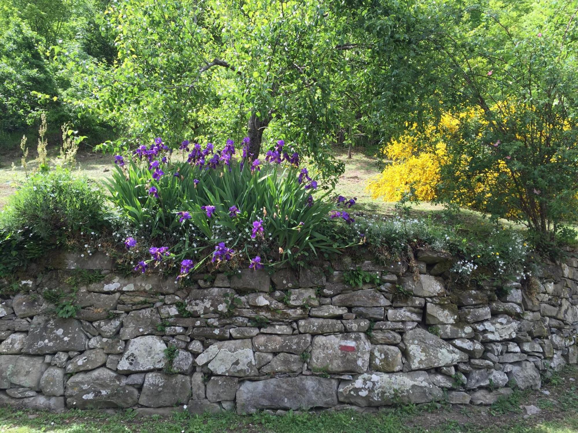 Caprese Michelangelo Bio Agriturismo Il Vigno المظهر الخارجي الصورة